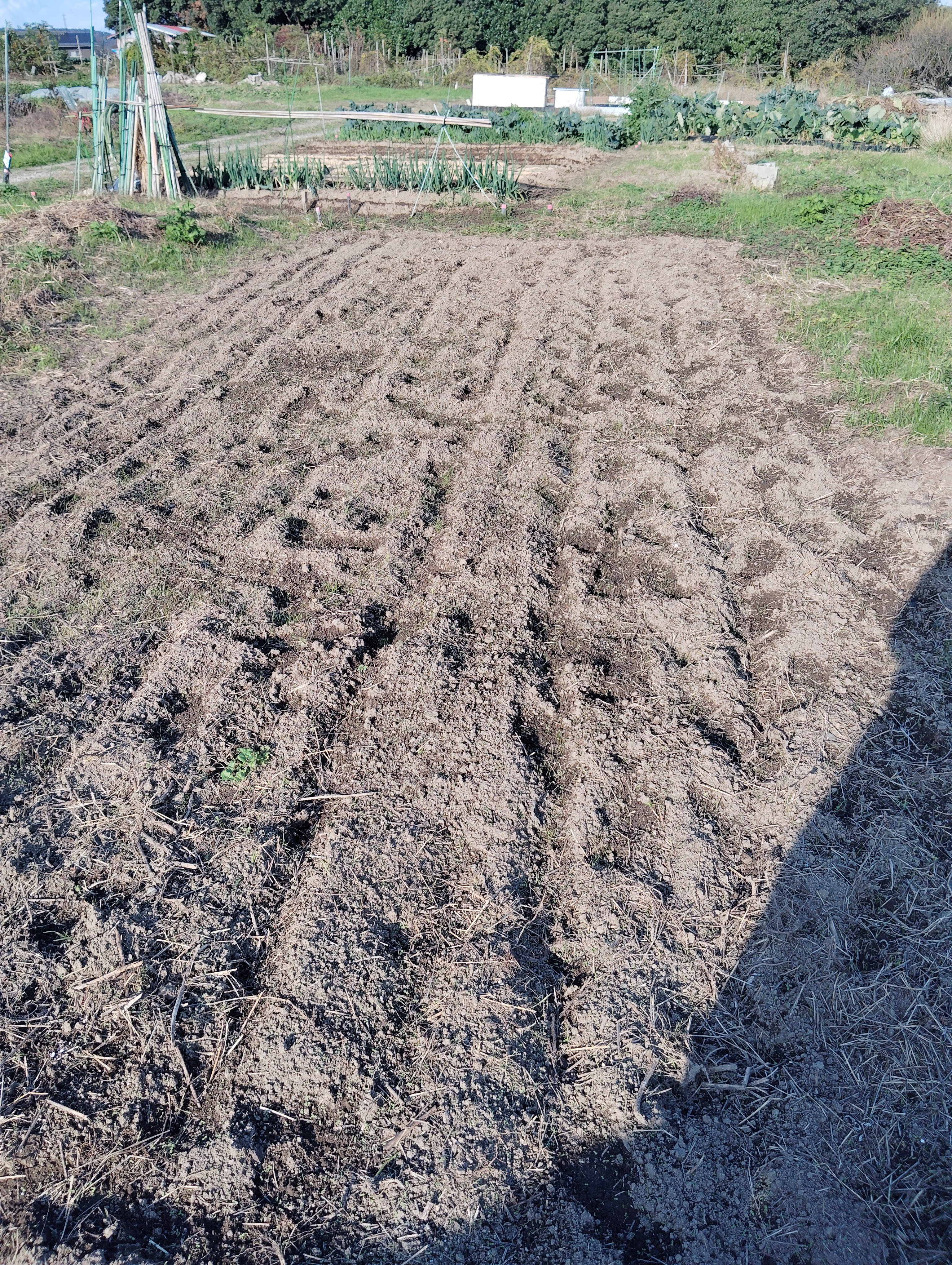 【農作業ログ】倉吉健康農園を借りました。玉ねぎ植え付けと運動不足解消の日々。