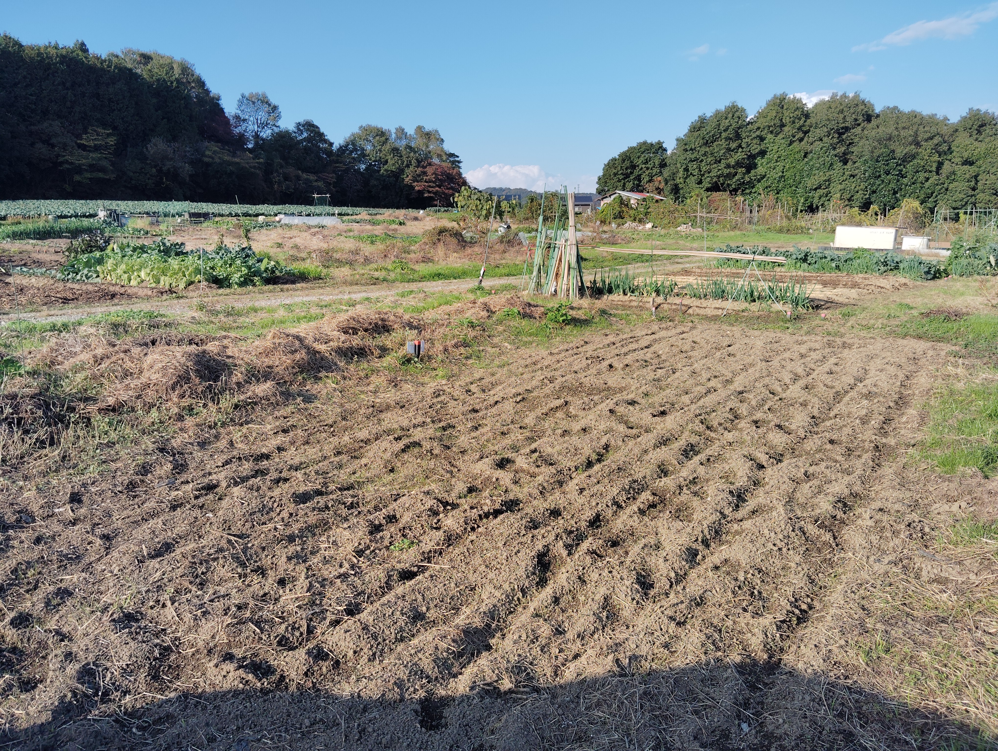 【農作業ログ】倉吉健康農園を借りました。玉ねぎ植え付けと運動不足解消の日々。